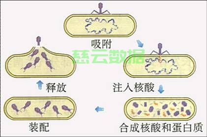 揭秘细菌繁殖生长分裂的奥秘！