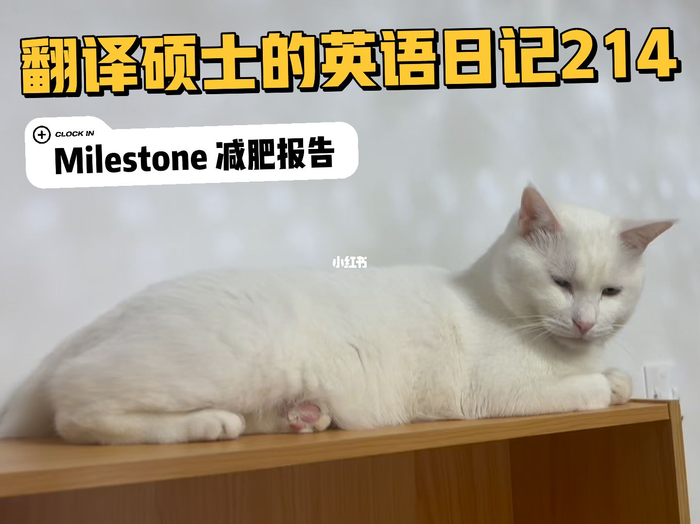 怎么拼写猫这个单词?