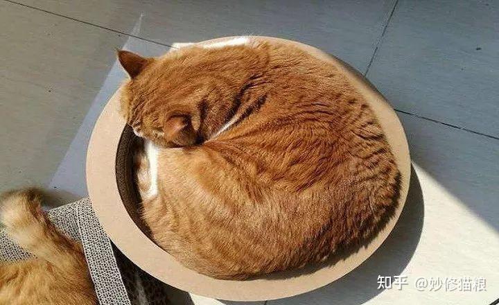 猫咪困在机房会怎么样吗