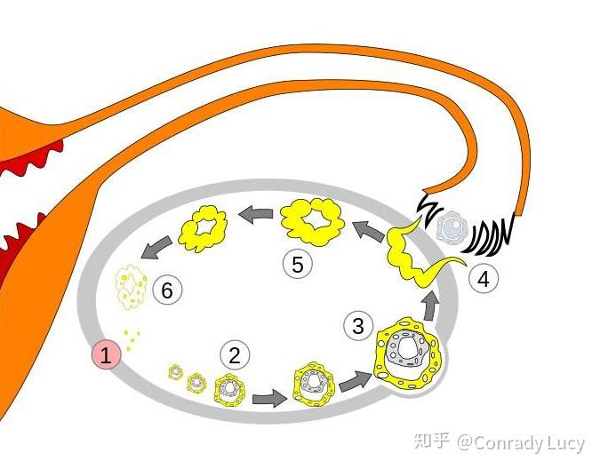 孕中期进入机房会怎么样