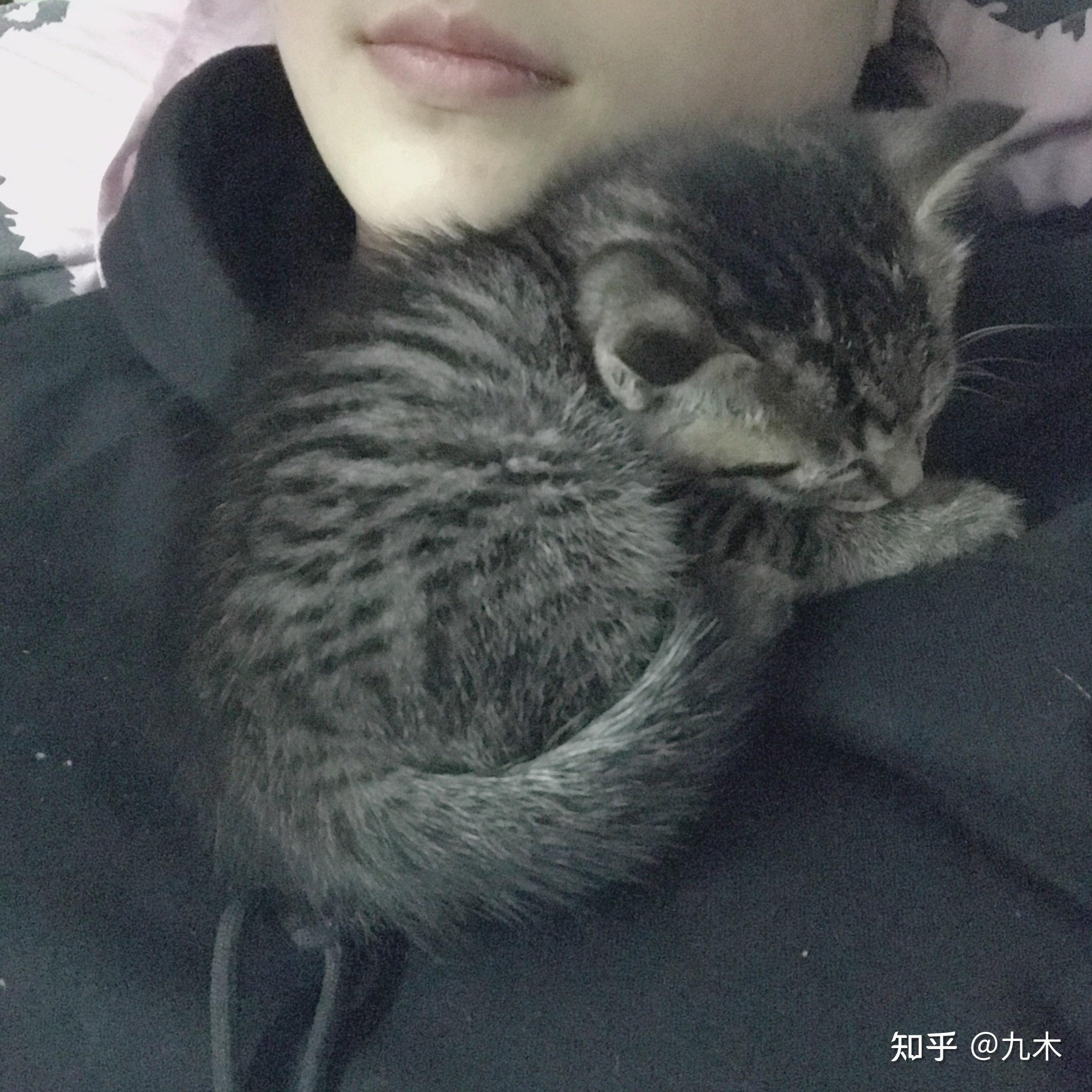 猫咪困在机房会怎么样吗